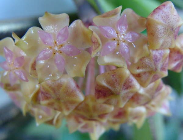 Hoya cv. Joy(Hoya metelica)