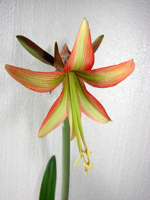 DSC04340flo.jpg