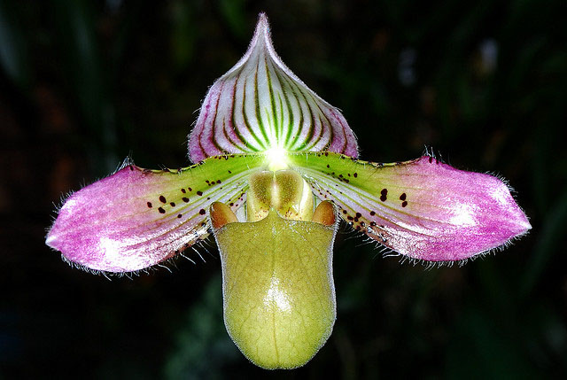 Paphiopedilum acmodontum.jpg