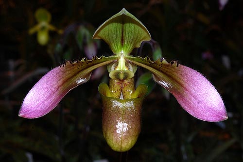 Paphiopedilum appletonianum.jpg