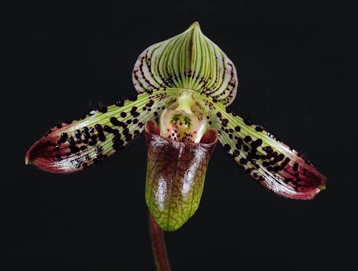 Paphiopedilum argus.jpg