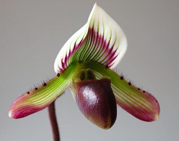 Paphiopedilum barbatum.jpg