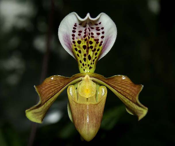 Paphiopedilum boxallii.jpg