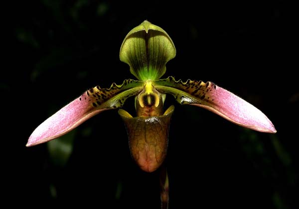 Paphiopedilum bullenianum.jpg