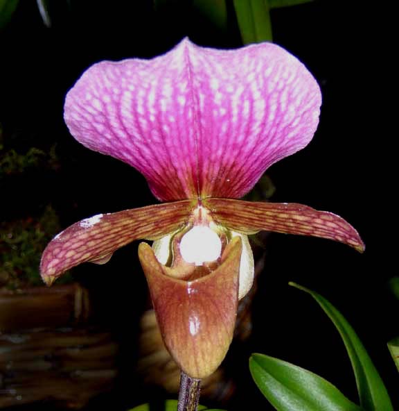 Paphiopedilum charlesworthii.jpg