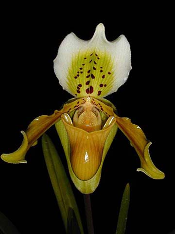 Paphiopedilum exul.jpg