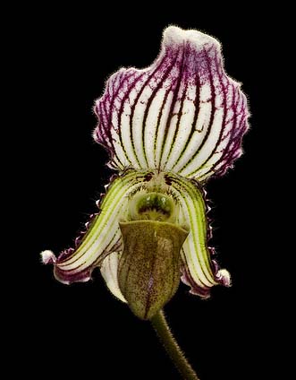 Paphiopedilum fairrieanum.jpg