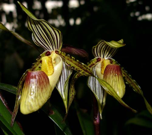 Paphiopedilum glanduliferum.jpg