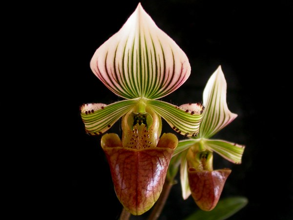 Paphiopedilum hennisianum.jpg