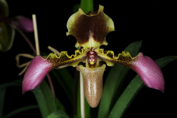 Paphiopedilum hirsutissimum.jpg