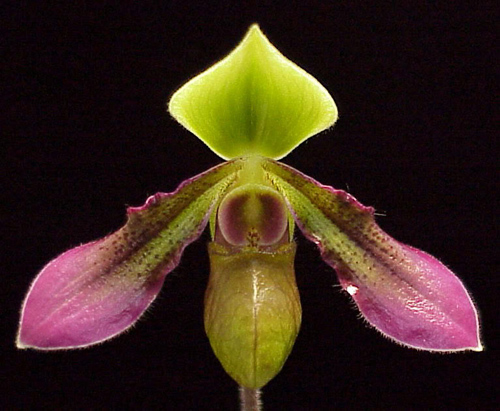 Paphiopedilum hookerae.jpg