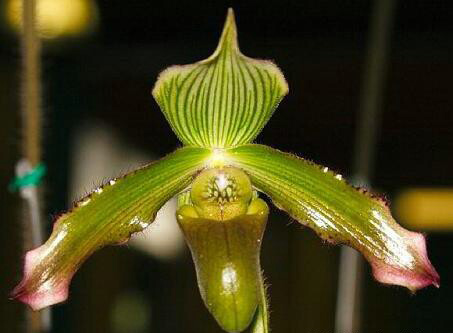 Paphiopedilum javanicum.jpg