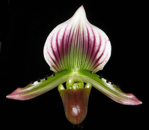 Paphiopedilum lawrenceanum.jpg