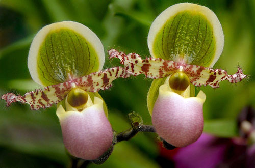 Paphiopedilum liemianum.jpg