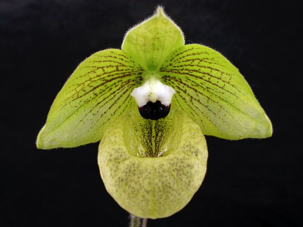 Paphiopedilum malipoense.jpg