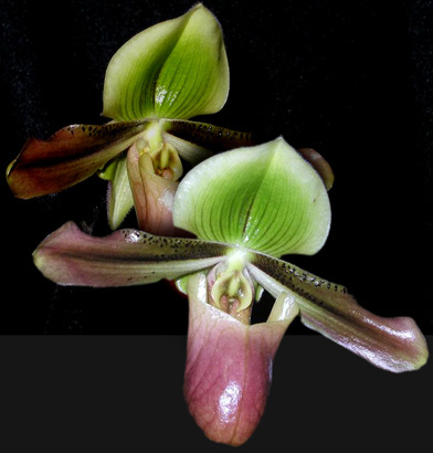 Paphiopedilum mastersianum.jpg