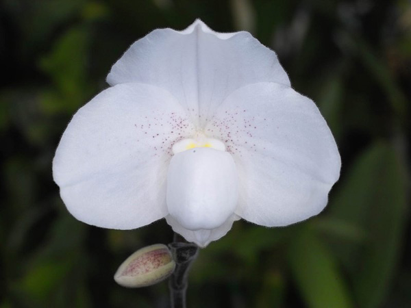 Paphiopedilum niveum.jpg