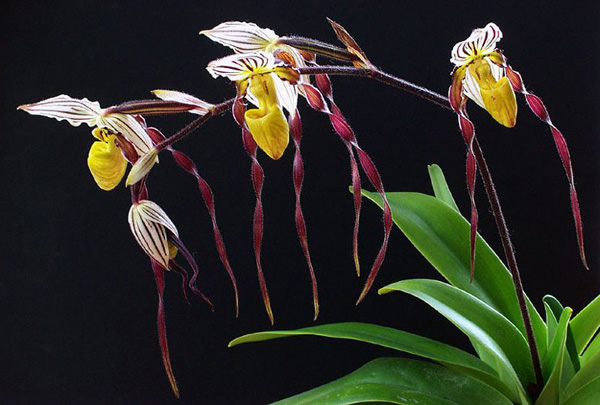 Paphiopedilum philippinense.jpg