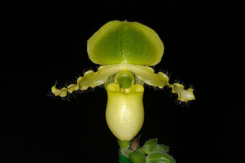 Paphiopedilum primulinum.jpg