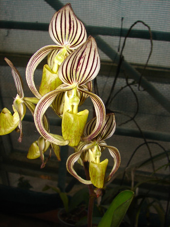 Paphiopedilum randsii.jpg