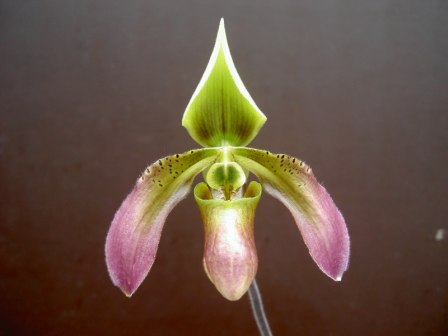 Paphiopedilum robinsonii.JPG