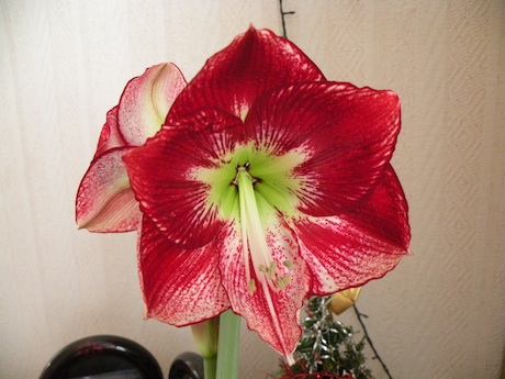DSCN8911.jpg
