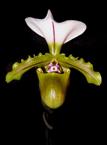 Paphiopedilum spicerianum.jpg