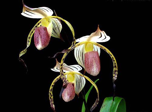 Paphiopedilum stonei.jpg