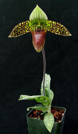 Paphiopedilum sukhakulii.jpg