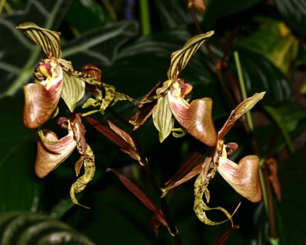 Paphiopedilum supardii.jpg