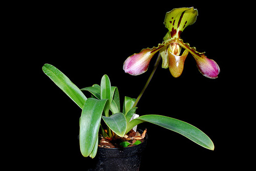 Paphiopedilum tigrinum.jpg