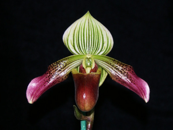 Paphiopedilum urbanianum.jpg