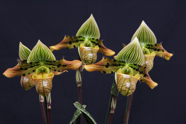 Paphiopedilum venustum.jpg