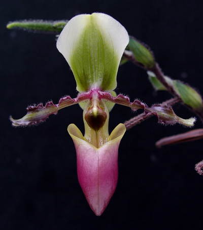 Paphiopedilum victoria-mariae.jpg