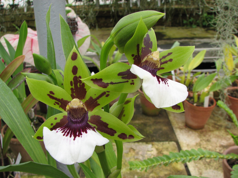 Zygopetalum.jpg