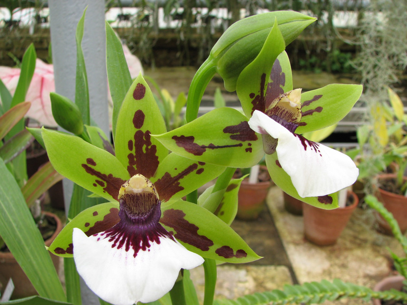 Zygopetalum.jpg