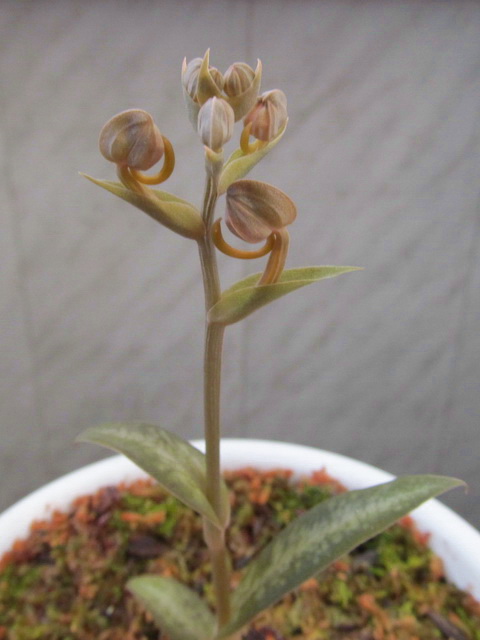 Habenaria rhodocheila 'Pink'5.jpg