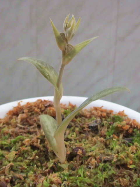 Habenaria rhodocheila 'Pink'1.jpg