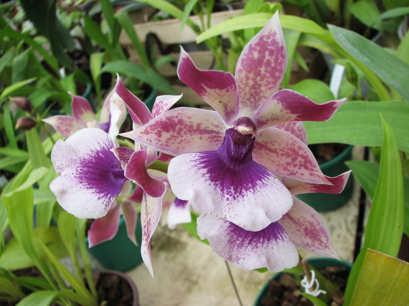 Zygopetalum 'Rhein Blue Angel'.jpg