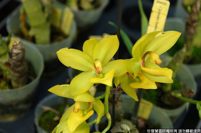 Фото орхидеи Cycnodes Jumbo Revolution