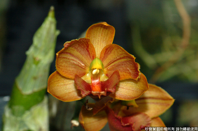 Фото орхидеи Cyclodes Jumbo Alpha