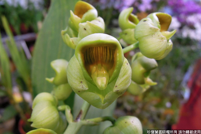 Фото орхидеи Catasetum ochraceum