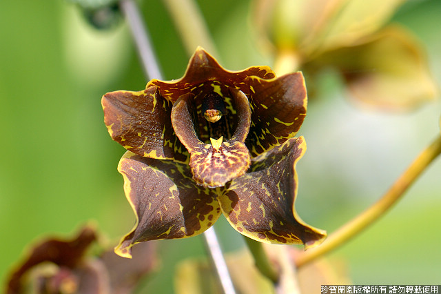 Фото орхидеи Grammatophyllum Jumbo Grand