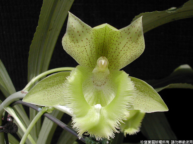 Фото орхидеи Clowesetum Jumbo Apollo