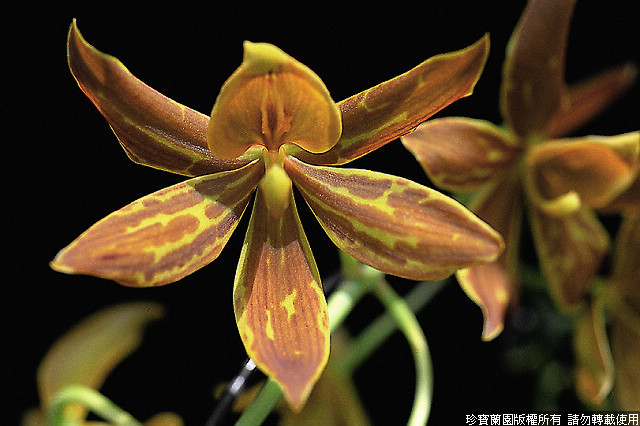 Фото орхидеи Cycnophyllum Jumbo Tiger