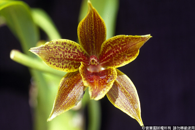 Фото орхидеи Clomophyllum Jumbo Scriptum