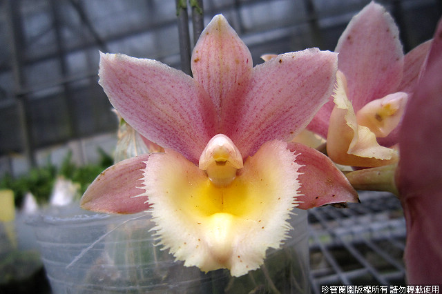 Фото орхидеи Mormodia Jumbo Susan
