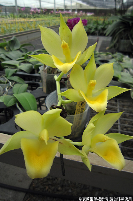 Фото орхидеи Catamodes Jumbo Bingo