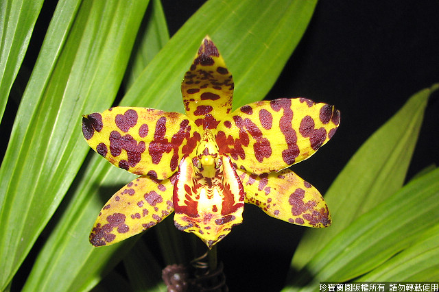Фото орхидеи Cycsellia Jumbo Trax