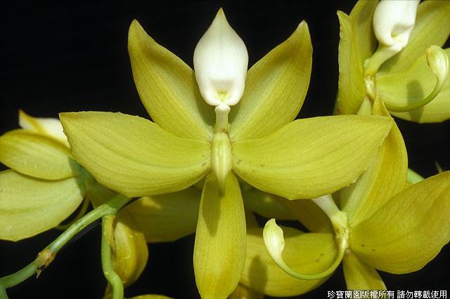 Фото орхидеи Cycnoches Jumbo Dragon 'Jumbo Green'